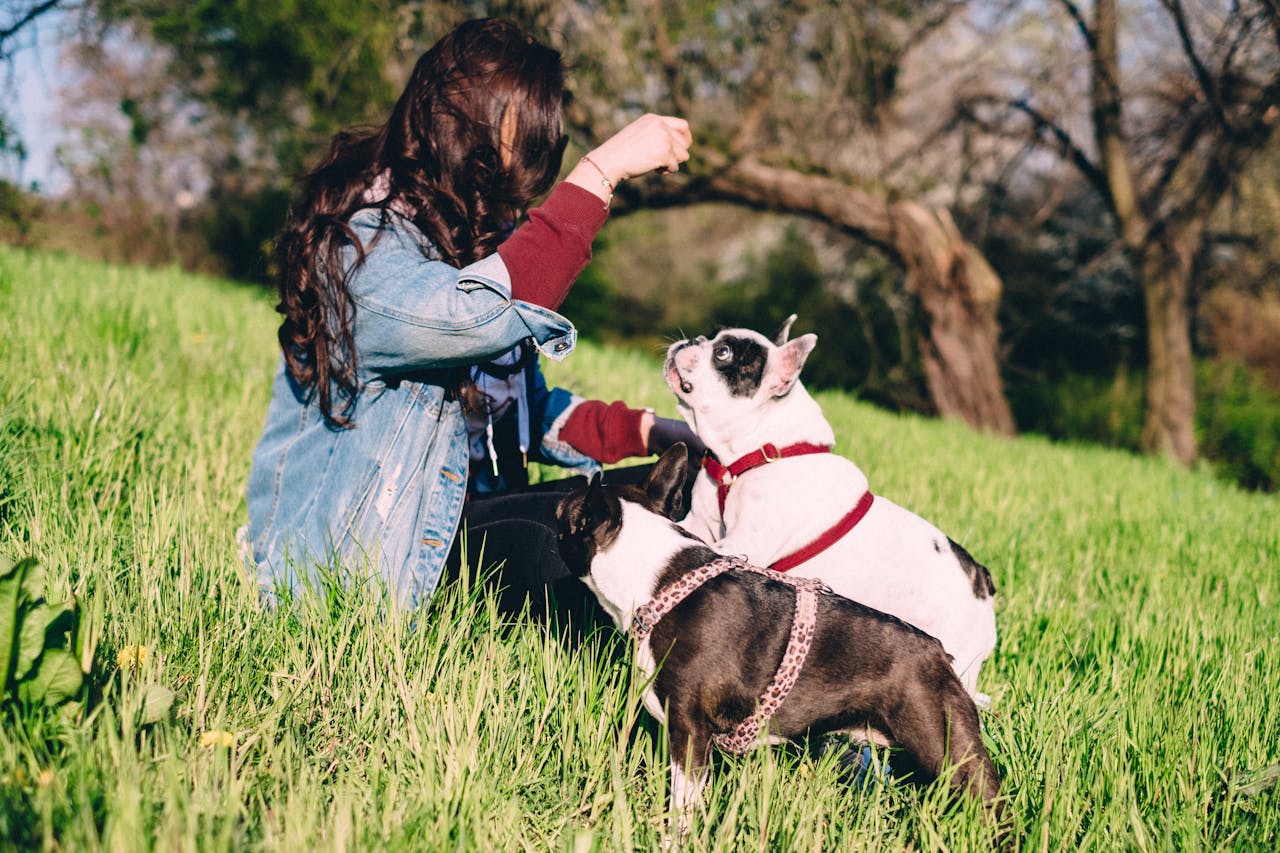 A woman enjoys a sunny day in the park with two French Bulldogs, creating a serene outdoor scene.
